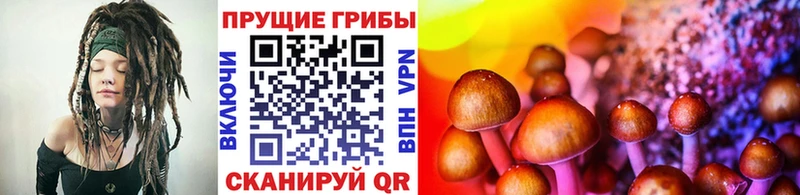 Псилоцибиновые грибы Psilocybe Томари